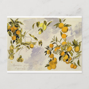 Orange Trees, 1863 (w/c, pen and ink over graphite Postcard