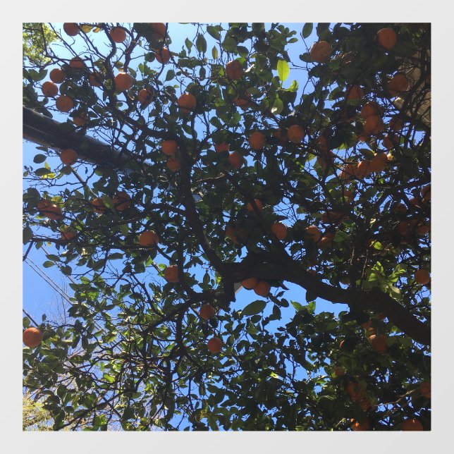 Orange trees in Buenos Aires arboles naranjos  (Sheet)