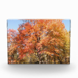 Orange Trees Photo Block