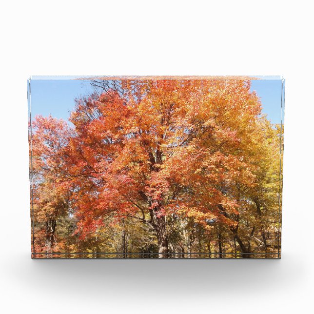 Orange Trees Photo Block (Front)