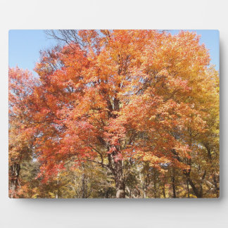Orange Trees Plaque