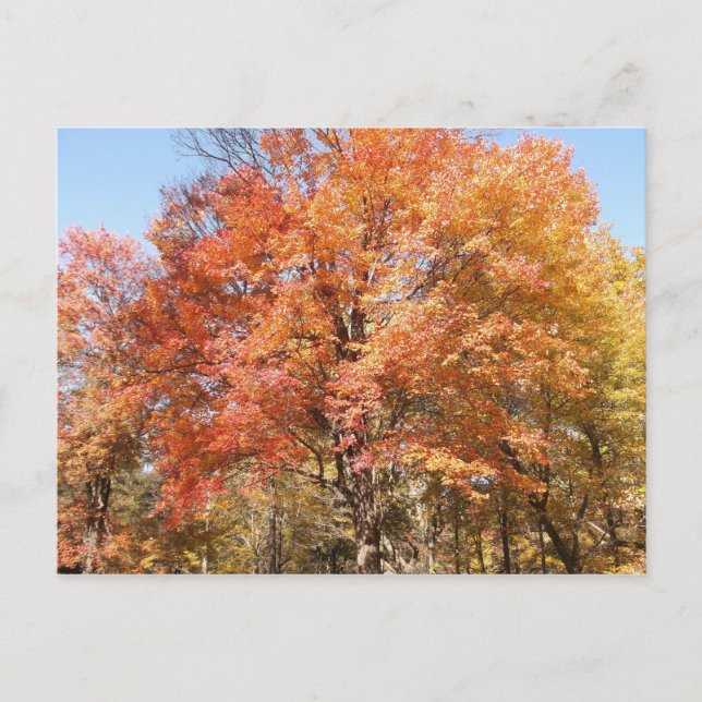 Orange Trees Postcard (Front)