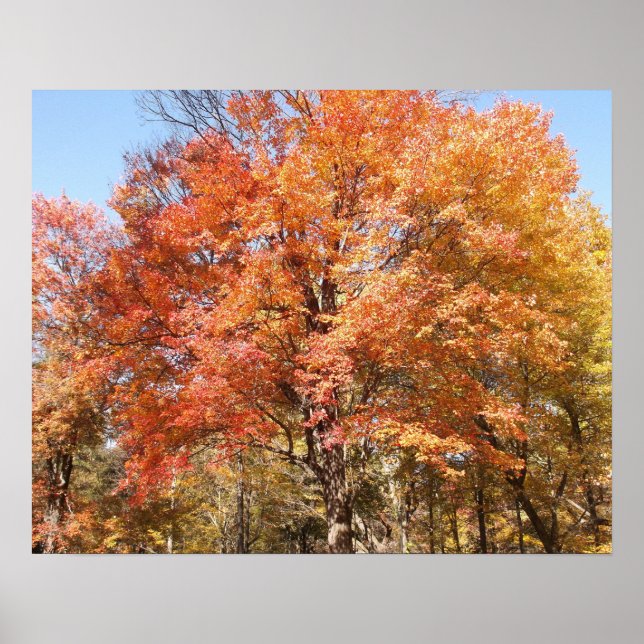 Orange Trees Poster (Front)