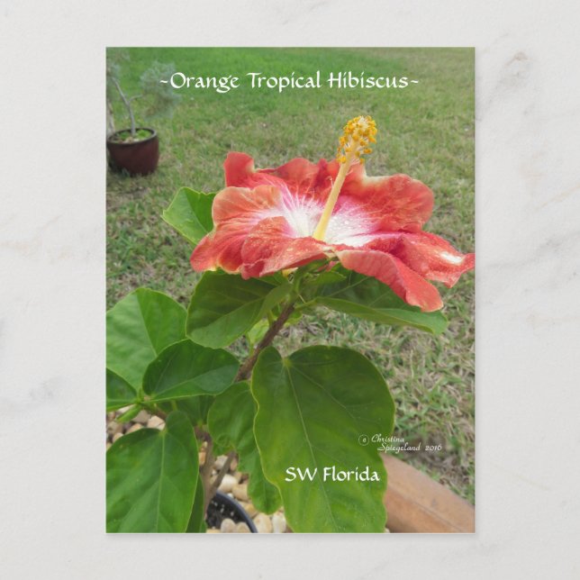 Orange Tropical Hibiscus Flower Postcard (Front)