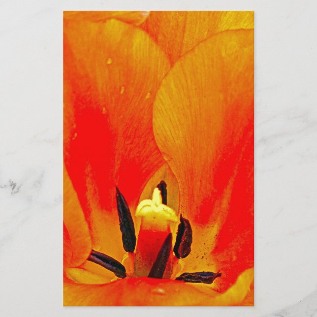 Orange Tulip (Front)