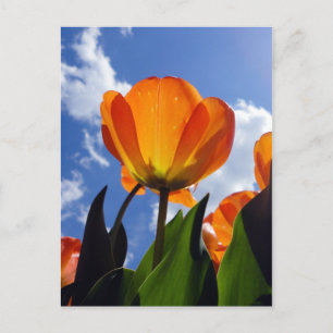 Orange Tulip, Blue Sky Postcard