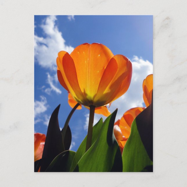 Orange Tulip, Blue Sky Postcard (Front)