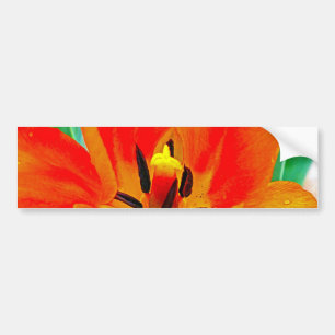 Orange Tulip Bumper Sticker