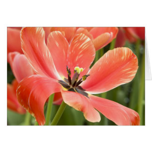 Orange Tulip Closeup