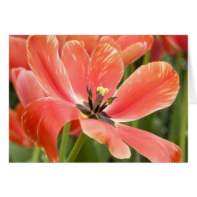 Orange Tulip Closeup (Front Horizontal)