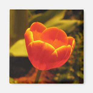 Orange Tulip Magnet
