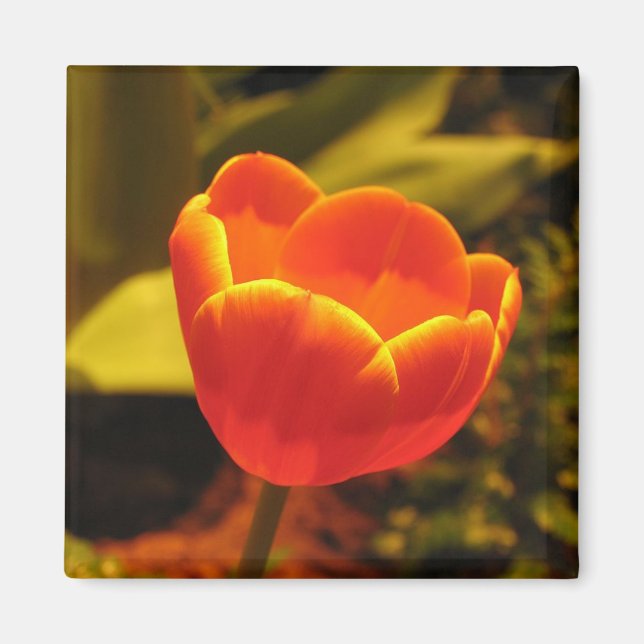 Orange Tulip Magnet (Front)