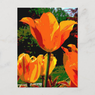 Orange tulip postcard