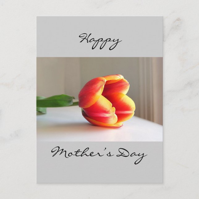 Orange Tulip Postcard (Front)