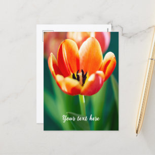 Orange Tulip Postcard