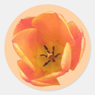 Orange Tulip Sticker