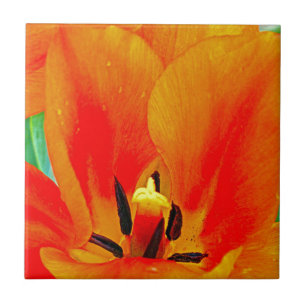 Orange Tulip Tile