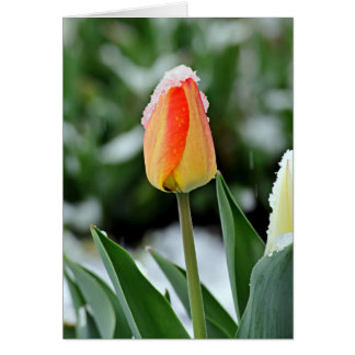 Orange Tulip with Snow