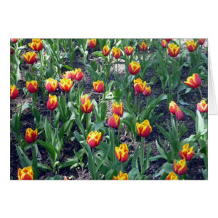 orange tulips