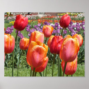 Orange Tulips, Elizabeth Park Gardens Hartford CT Poster