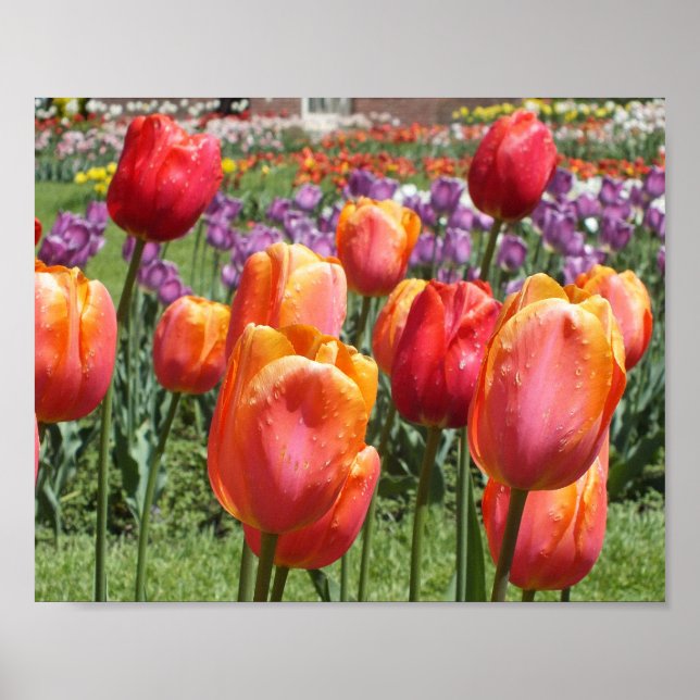 Orange Tulips, Elizabeth Park Gardens Hartford CT Poster (Front)