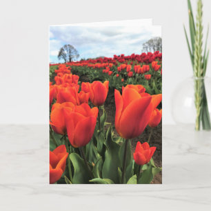 Orange Tulips in a Field, Oregon Card
