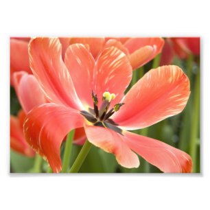 orange tulips in bloom photo print