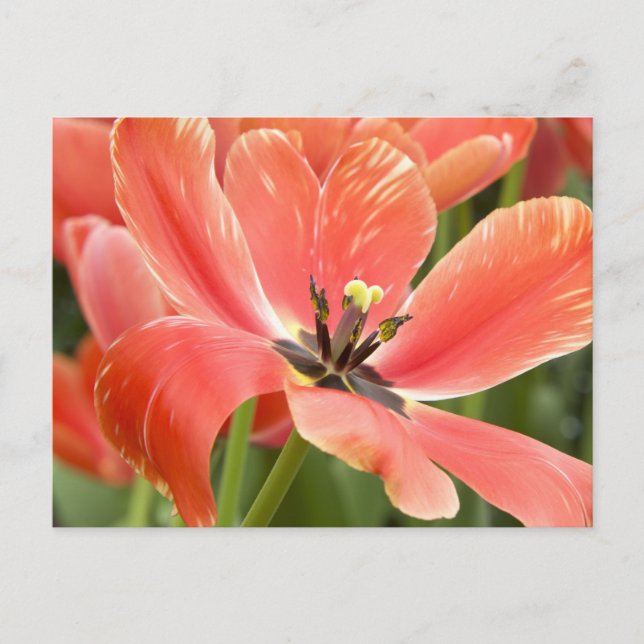 orange tulips in bloom postcard (Front)