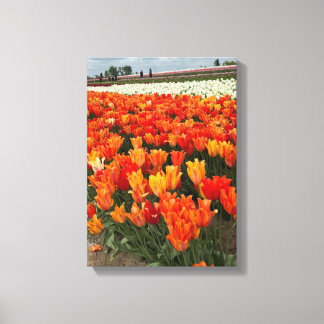 Orange Tulips in the Field, Woodburn, OR Canvas Print
