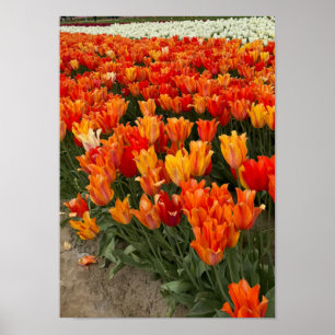 Orange Tulips in the Field, Woodburn, OR Poster