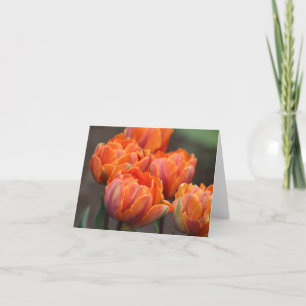 Orange tulips notecards