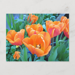 Orange Tulips Photo Art Postcard