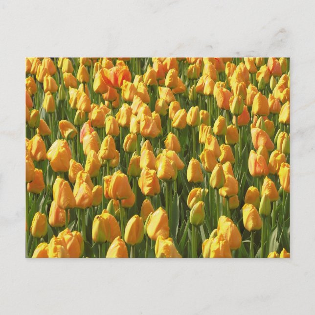 Orange Tulips Postcard (Front)