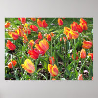 Orange Tulips