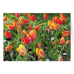 Orange Tulips stationery