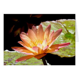 Orange Water Lily