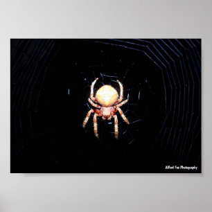 Orange Wheelweaving Spider Poster