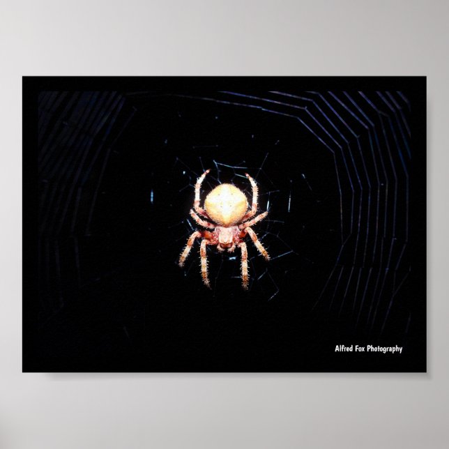 Orange Wheelweaving Spider Poster (Front)