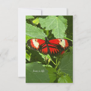 Orange & White Butterfly Card