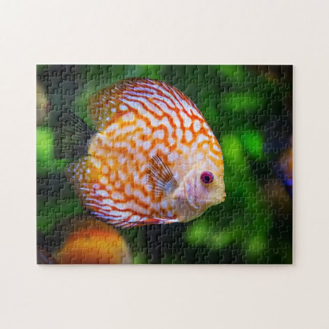 Orange White Discus Fish Aquarium Photo Jigsaw Puzzle (Horizontal)
