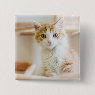 Orange & White Kitten 15 Cm Square Badge