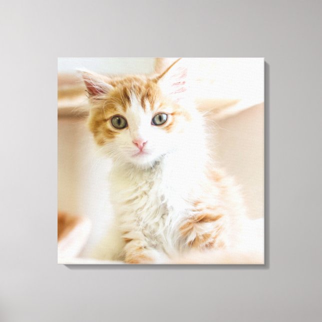 Orange & White Kitten Canvas Print (Front)