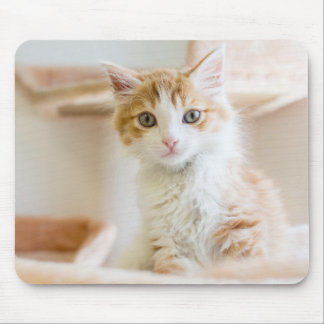 Orange & White Kitten Mouse Pad