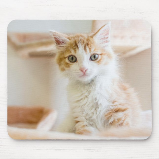 Orange & White Kitten Mouse Pad (Front)
