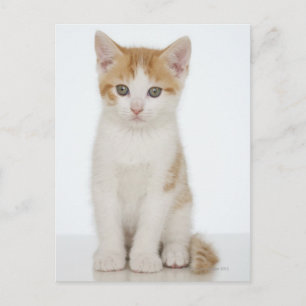 Orange & White Kitten Postcard