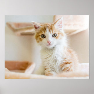 Orange & White Kitten Poster