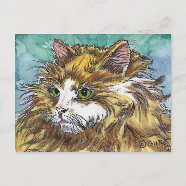 Orange & White Long Hair Cat Postcard (Front)
