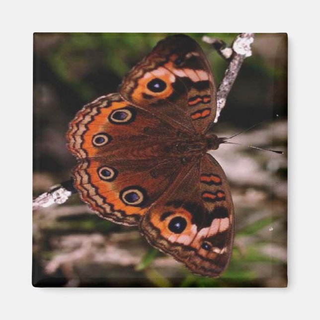 orange-wing butterfly magnet (Front)