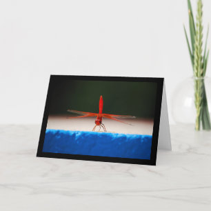 Orange-winged Dropwing Dragonfly Card