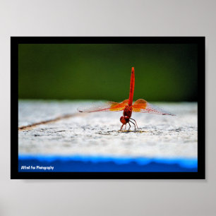 Orange-winged Dropwing Dragonfly Poster